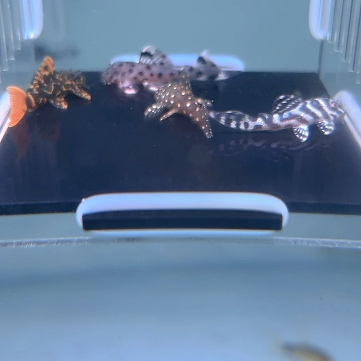 清道夫鱼6-020组合4条