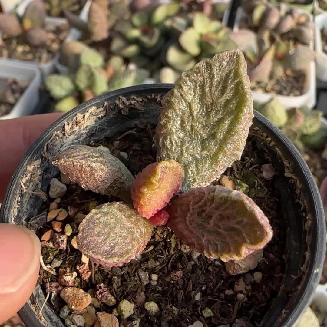 大鱼海棠水泡多肉