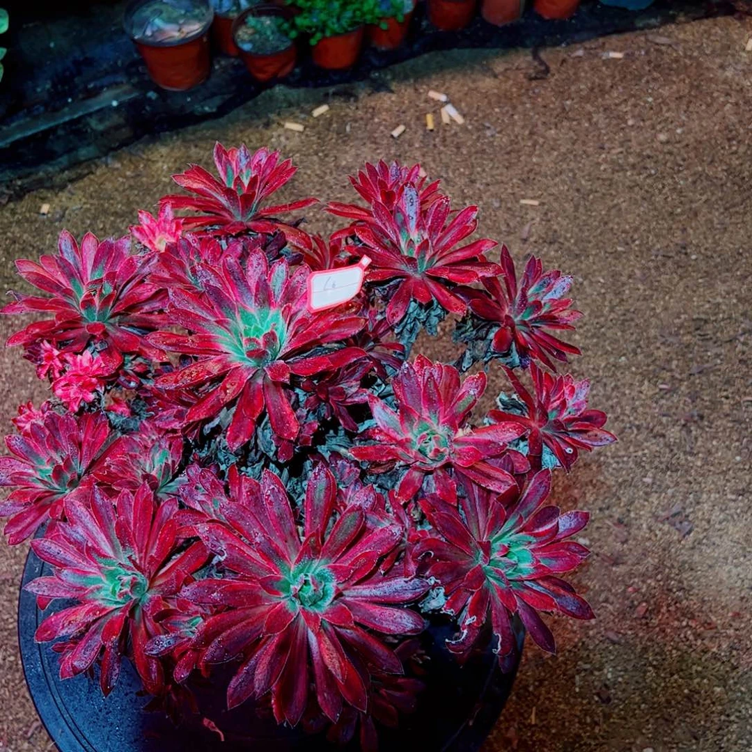 C6多肉植物保护研究所所长