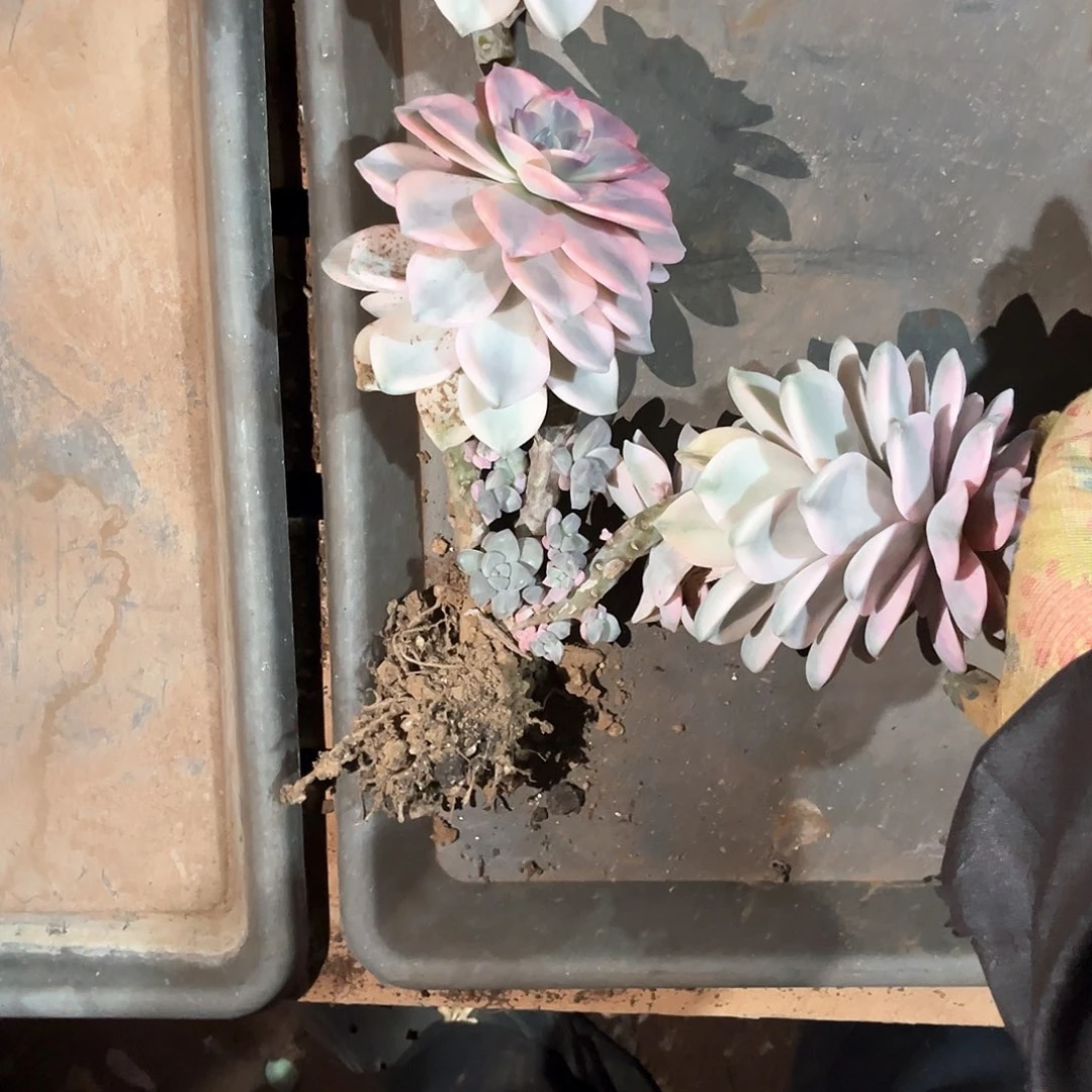 愚*鹤多肉植物紫乐景58