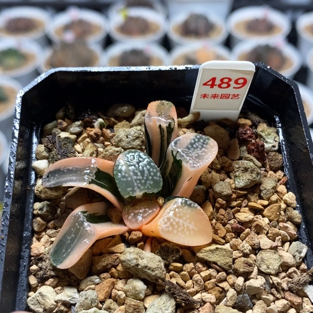 489点点寿锦一物一图