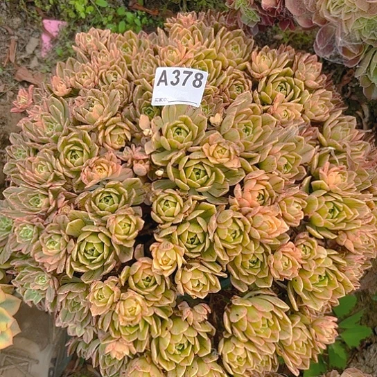 而*甜茶法师朵朵8-13