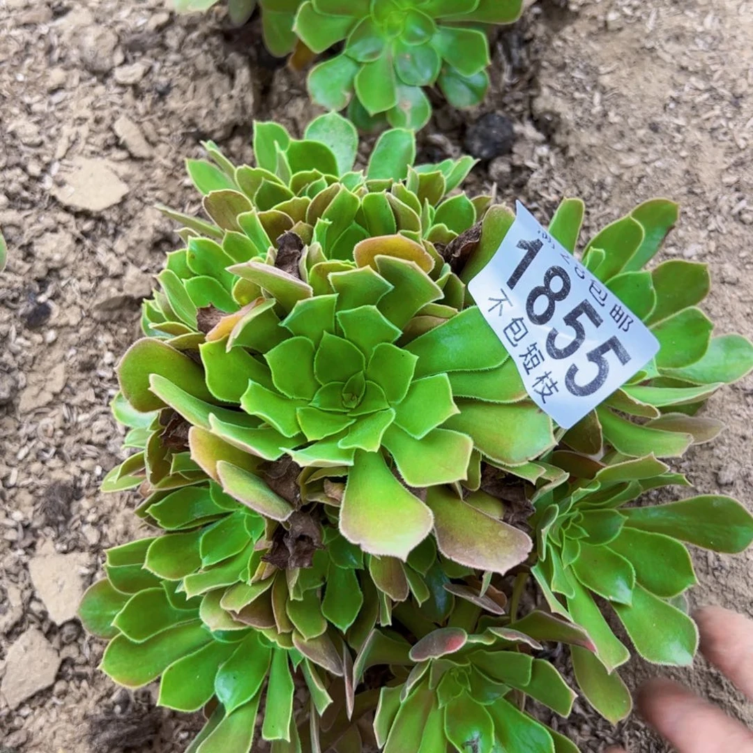 流星雨多肉植物1855