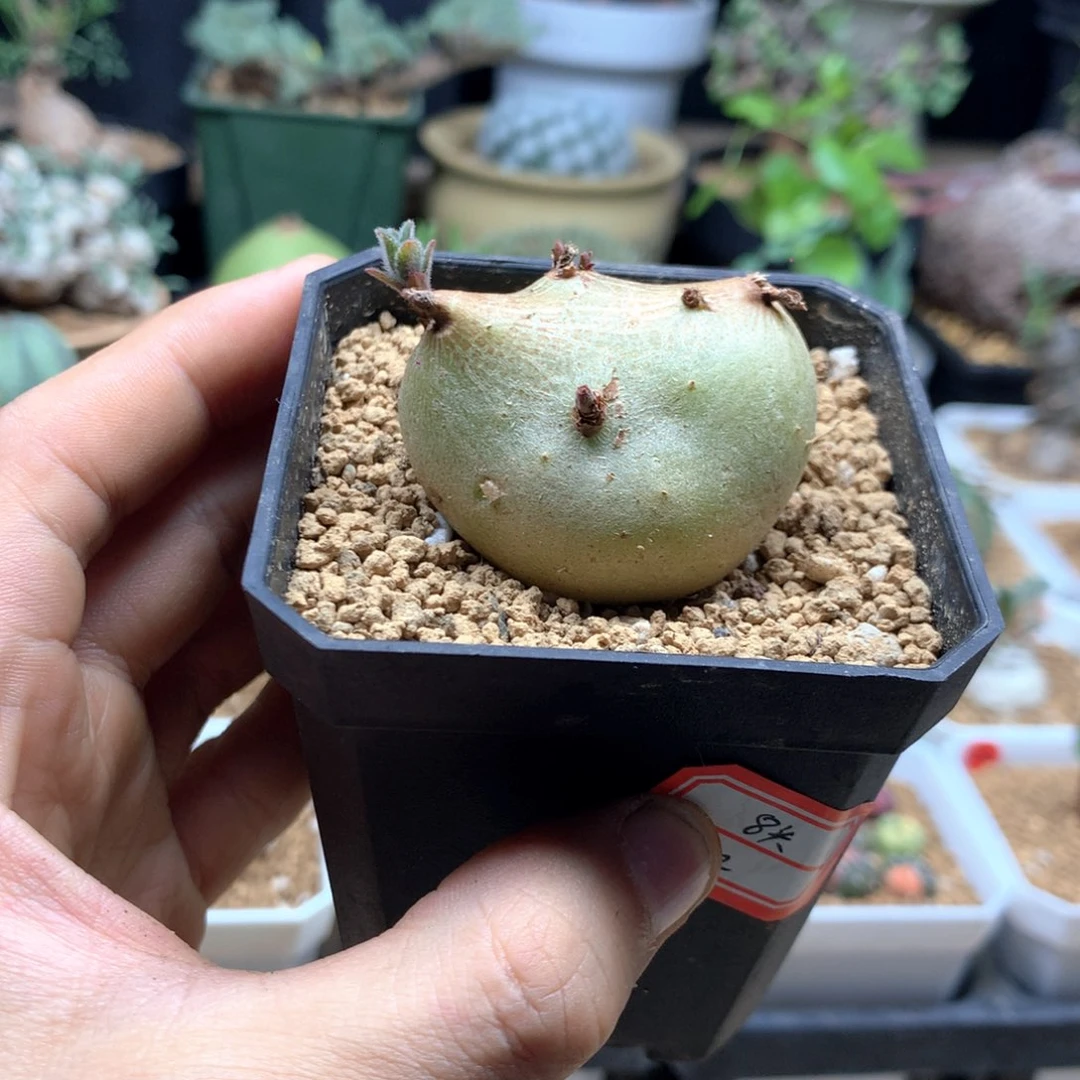 白花断崖女王带盆