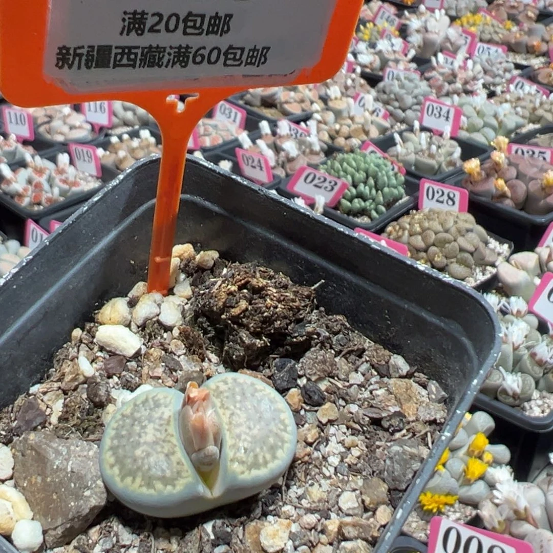 730 一物一拍，默认有伤，介意勿拍，不退不换