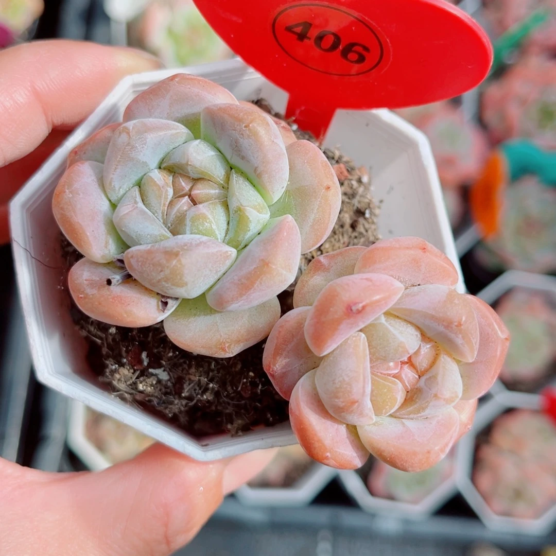 风靡园艺糖心双头