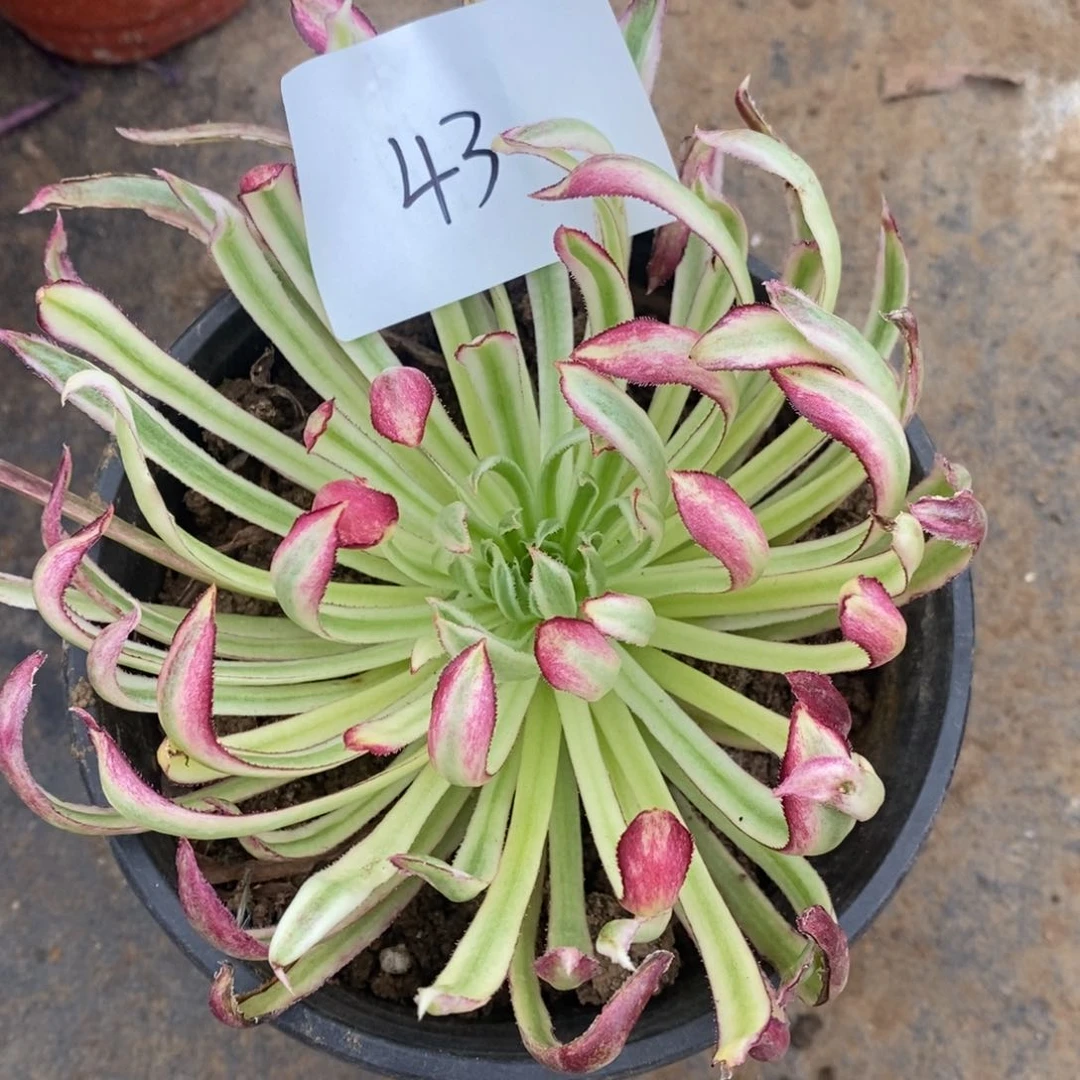 43金丝菊多肉植物