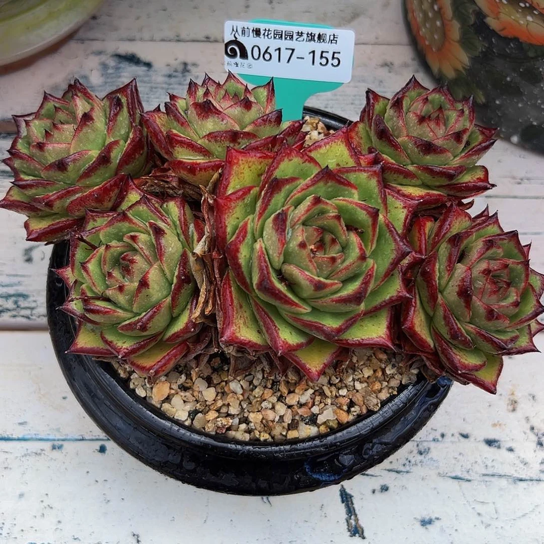 多物一物一拍0617-155