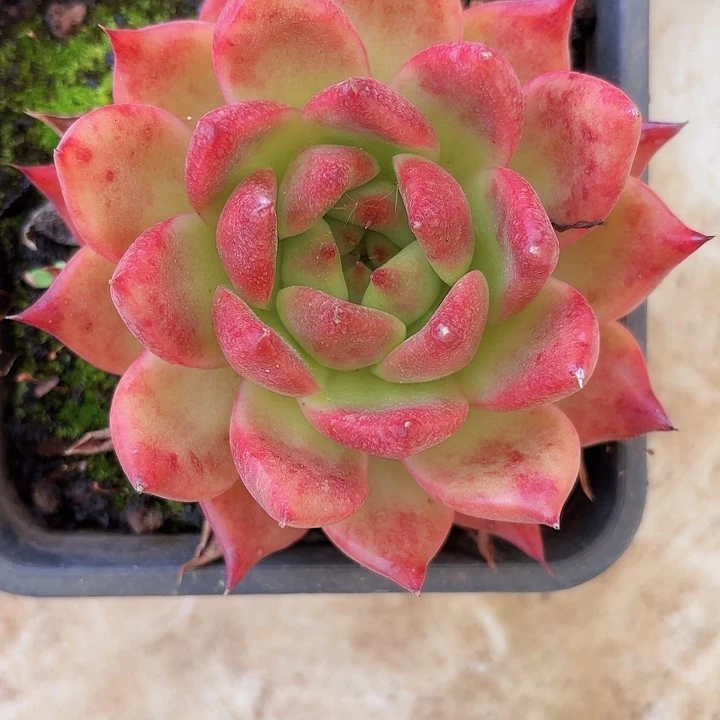 钻石贝拉（拍满18包邮）