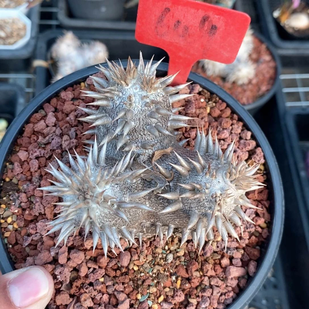 惠比大黑多肉植物