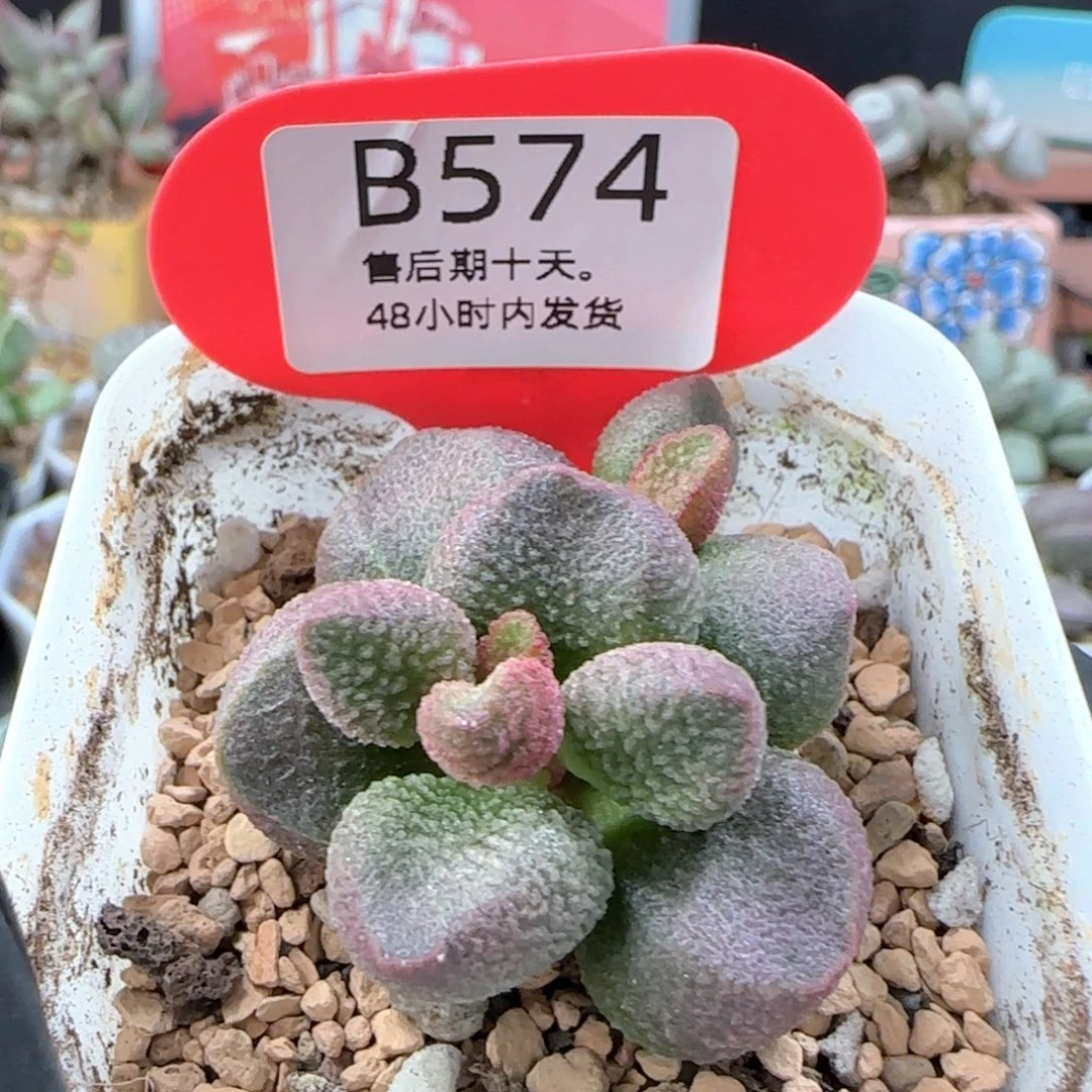 福利水蜜桃。    574。