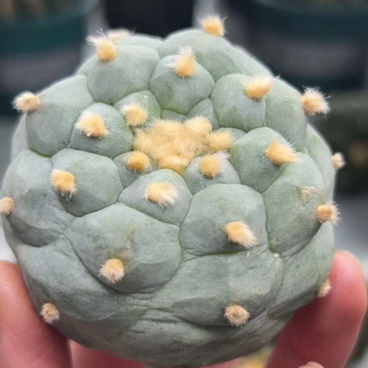 331可帮发根可发货