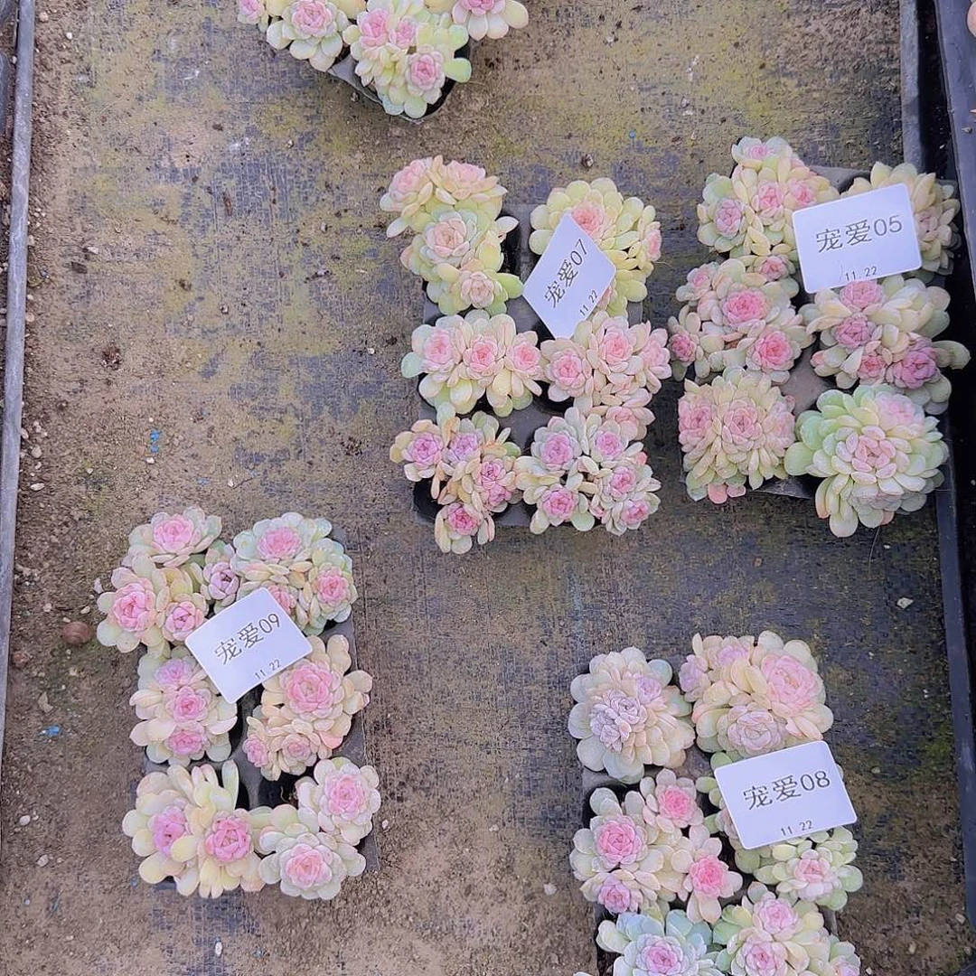 雪莲糖心群6颗包邮