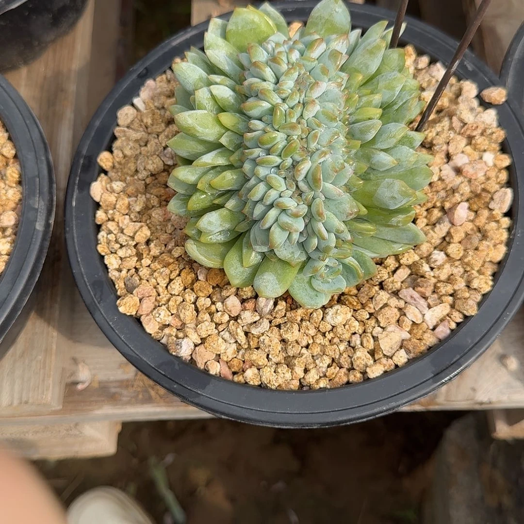 菲***菲星影树缀无砍多肉