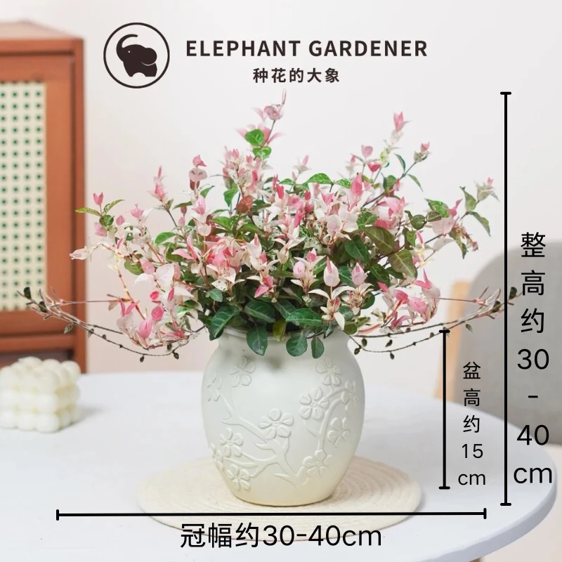 花叶络石盆装室内绿植清新四季庭院观景客厅彩叶观赏植物