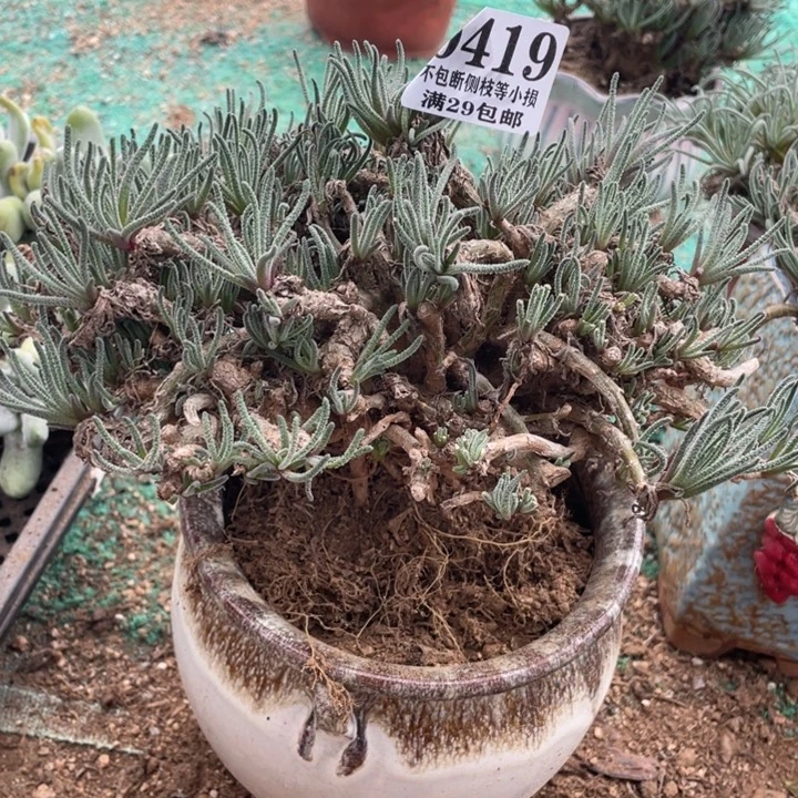 f***s419号天赐多肉植物