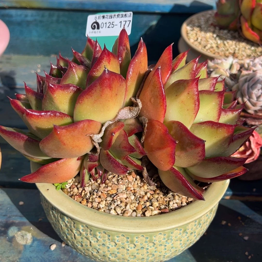 从前慢多肉精选编号0125.177