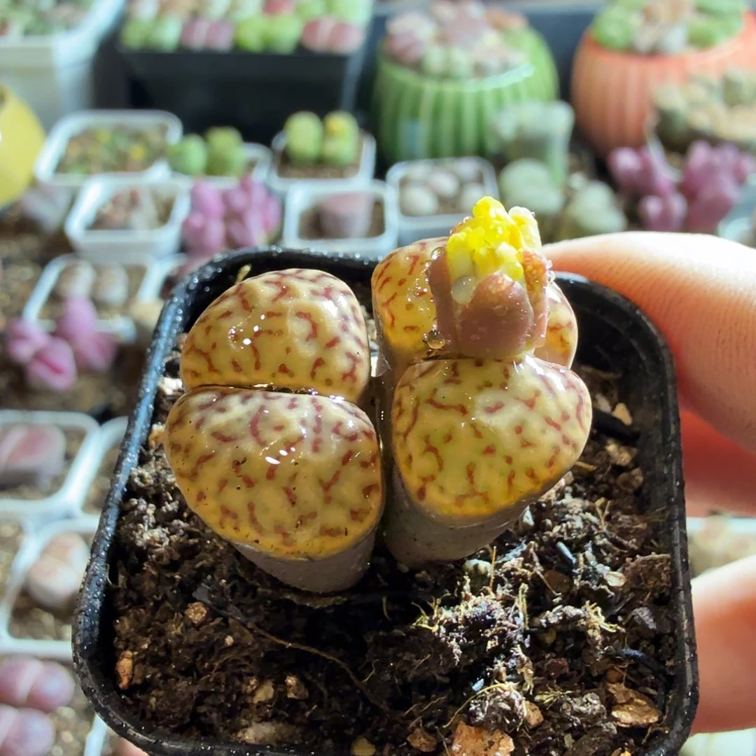 夏***炎多肉植物的生长发育和85