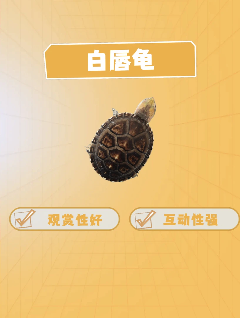 白唇苗  白唇龟  红大米臻选