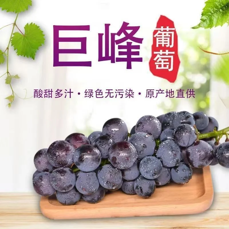 阳光蜜语巨峰葡萄瑞货现摘当天季天然孕妇水果非夏黑