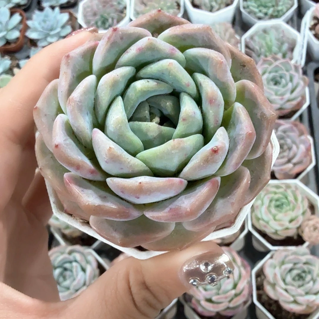 精品纯爱多肉植物