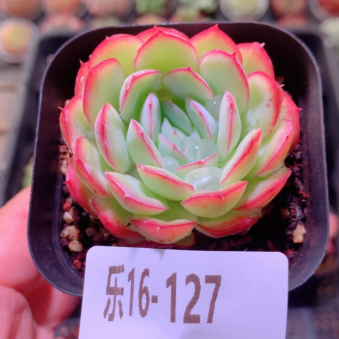乐然16-127 草莓冰