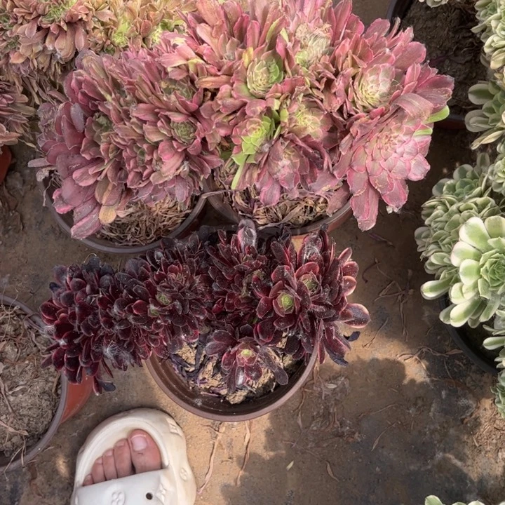 唯*唯依粉黛缀化