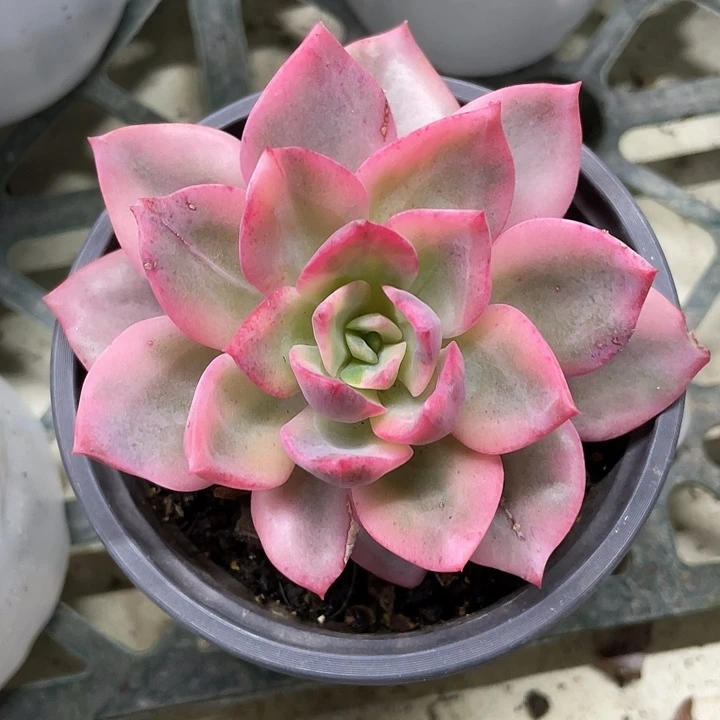 粉哈林锦一物一拍