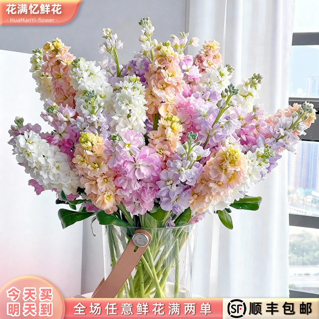 次日达-【随机紫罗兰】5枝随机紫罗兰鲜花批发直播任意两单升级顺丰包邮三单送随机花瓶一个今天拍明天到rr