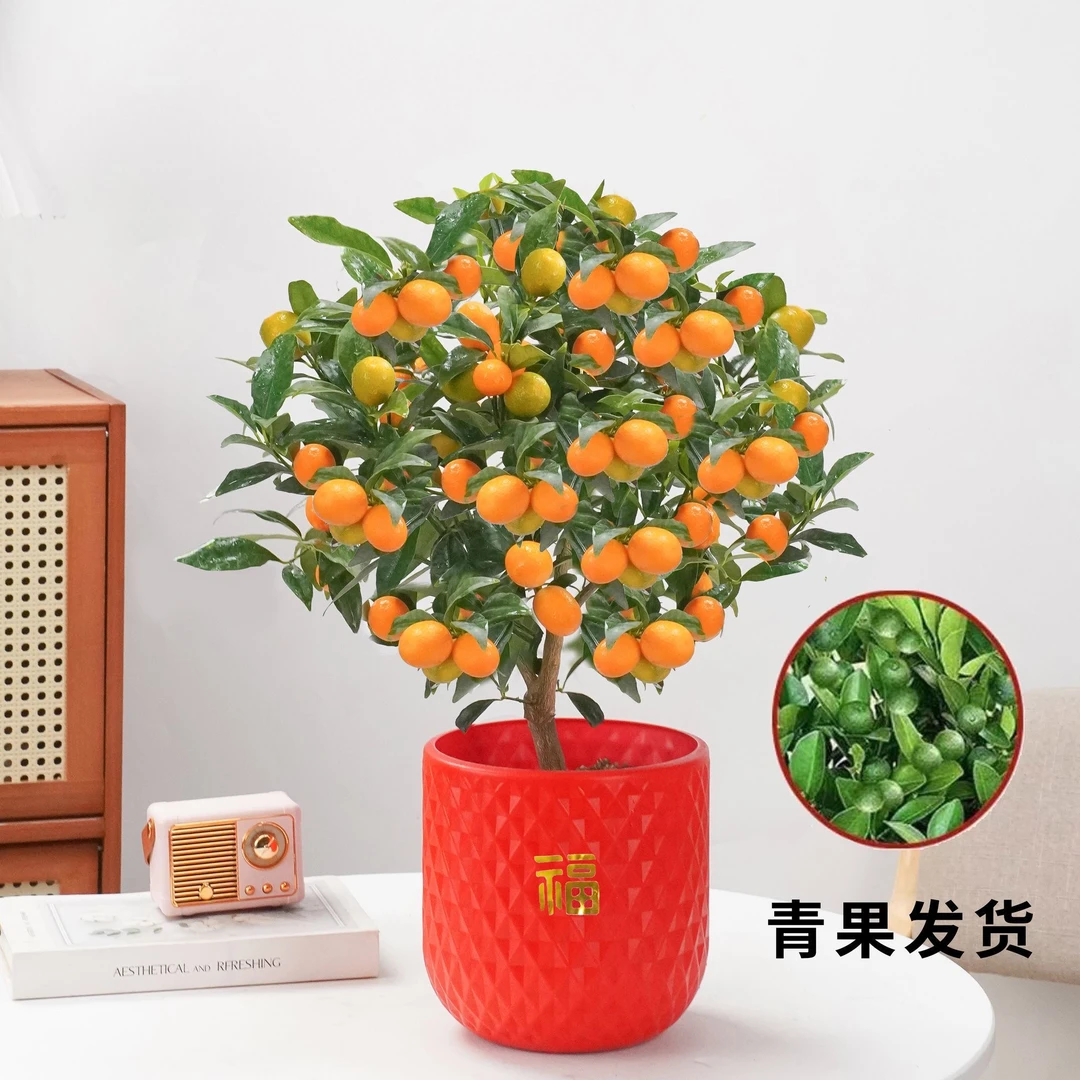 【青果发货】四季金桔盆栽带果室内外客厅招财观赏植物橘子盆景