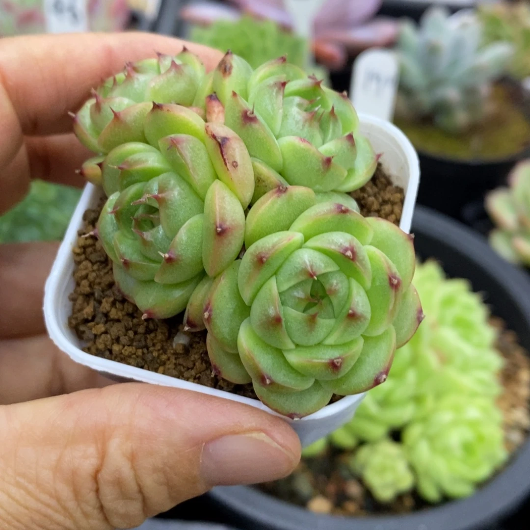 精品多肉一物一拍不包整52