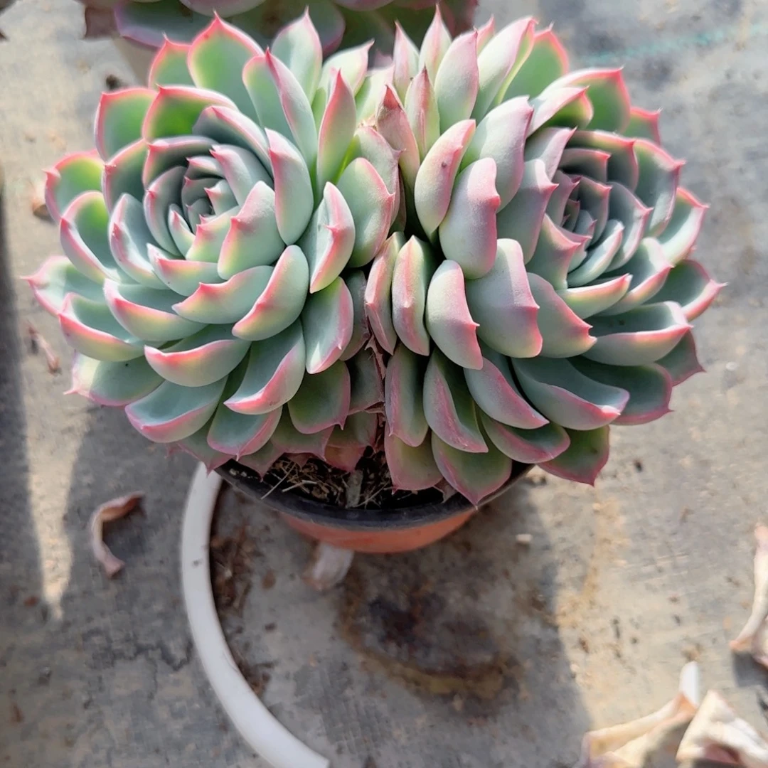 酷***爱无花朵120侧影双头