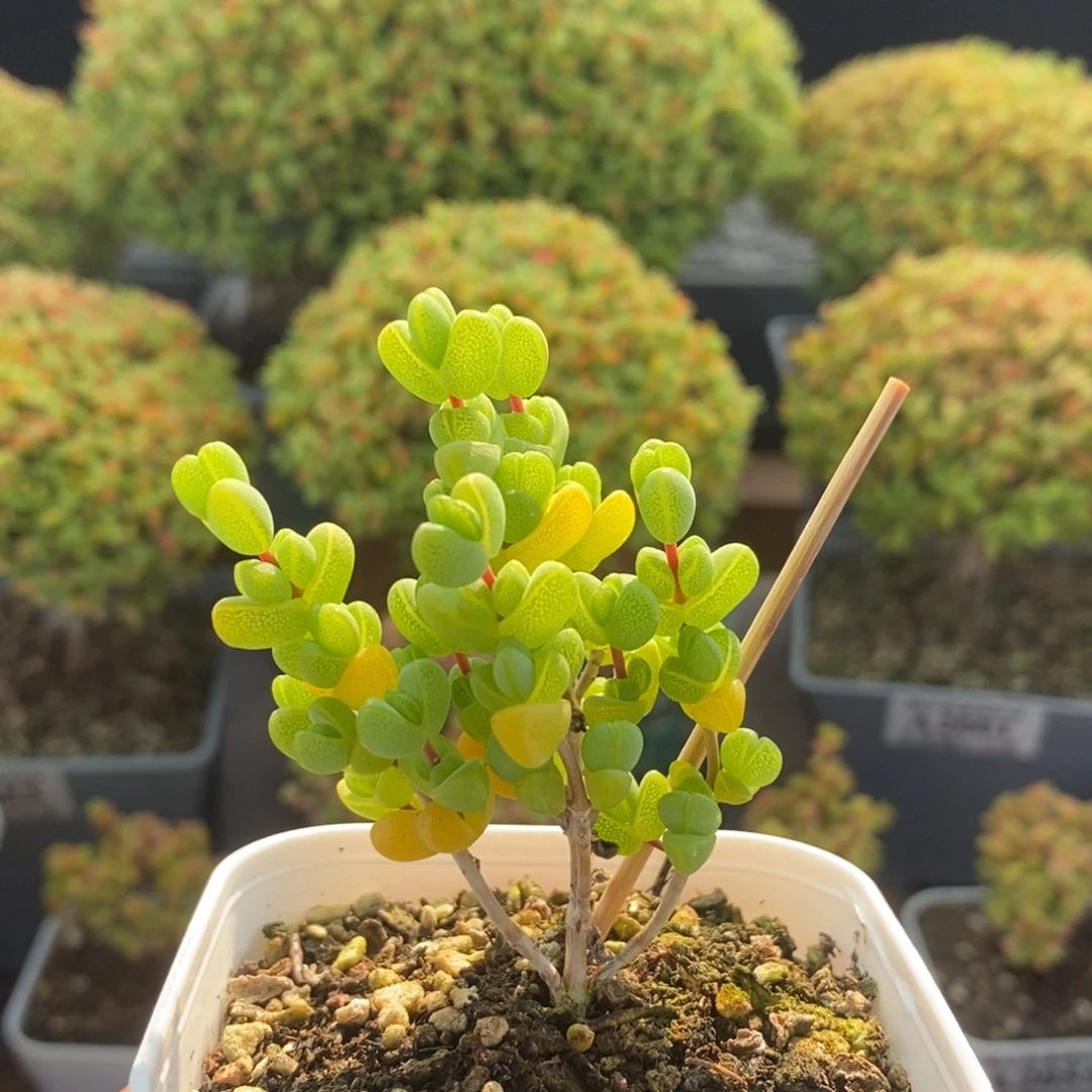 元宝枝干番杏2064