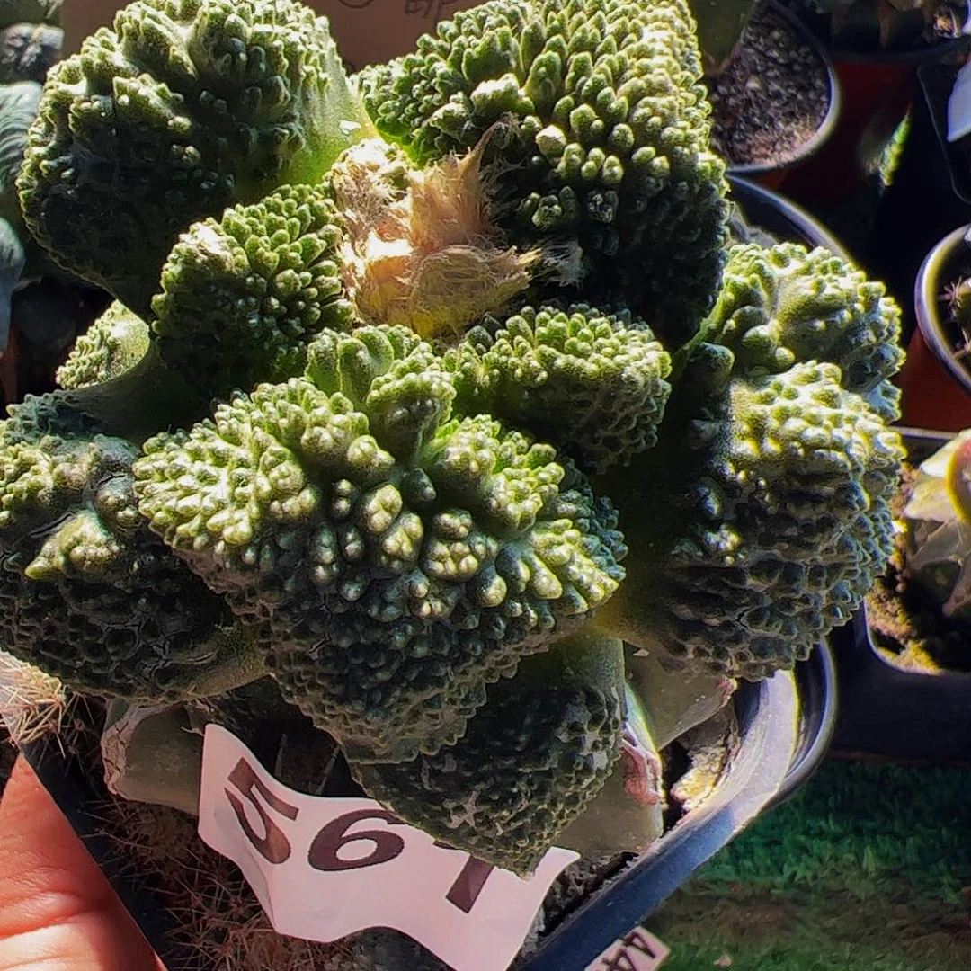 无花朵丸尤哥怒牡丹561