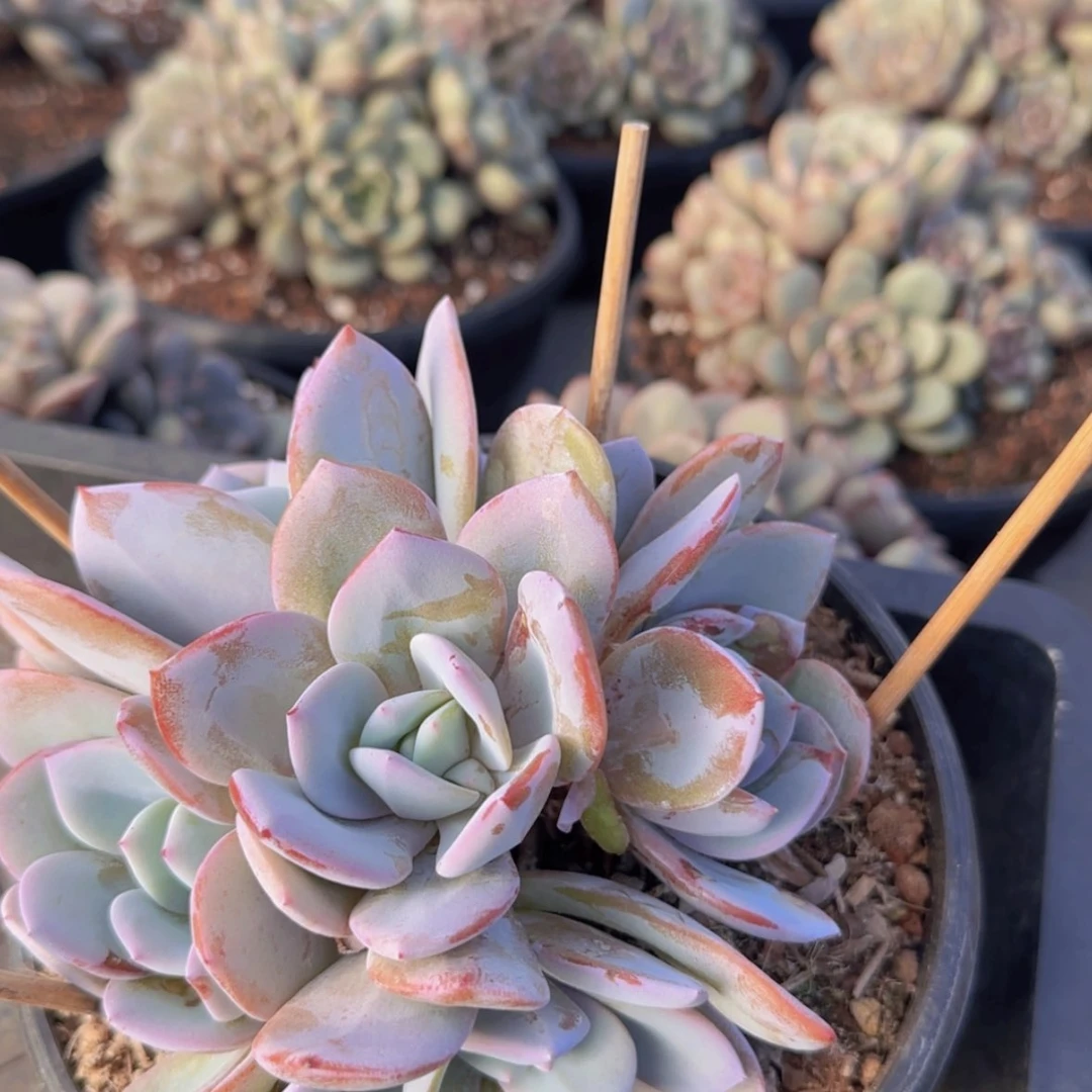 【闪购商品】五头奶茶群