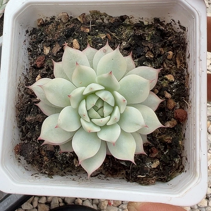 Tp 锦多肉植物白白