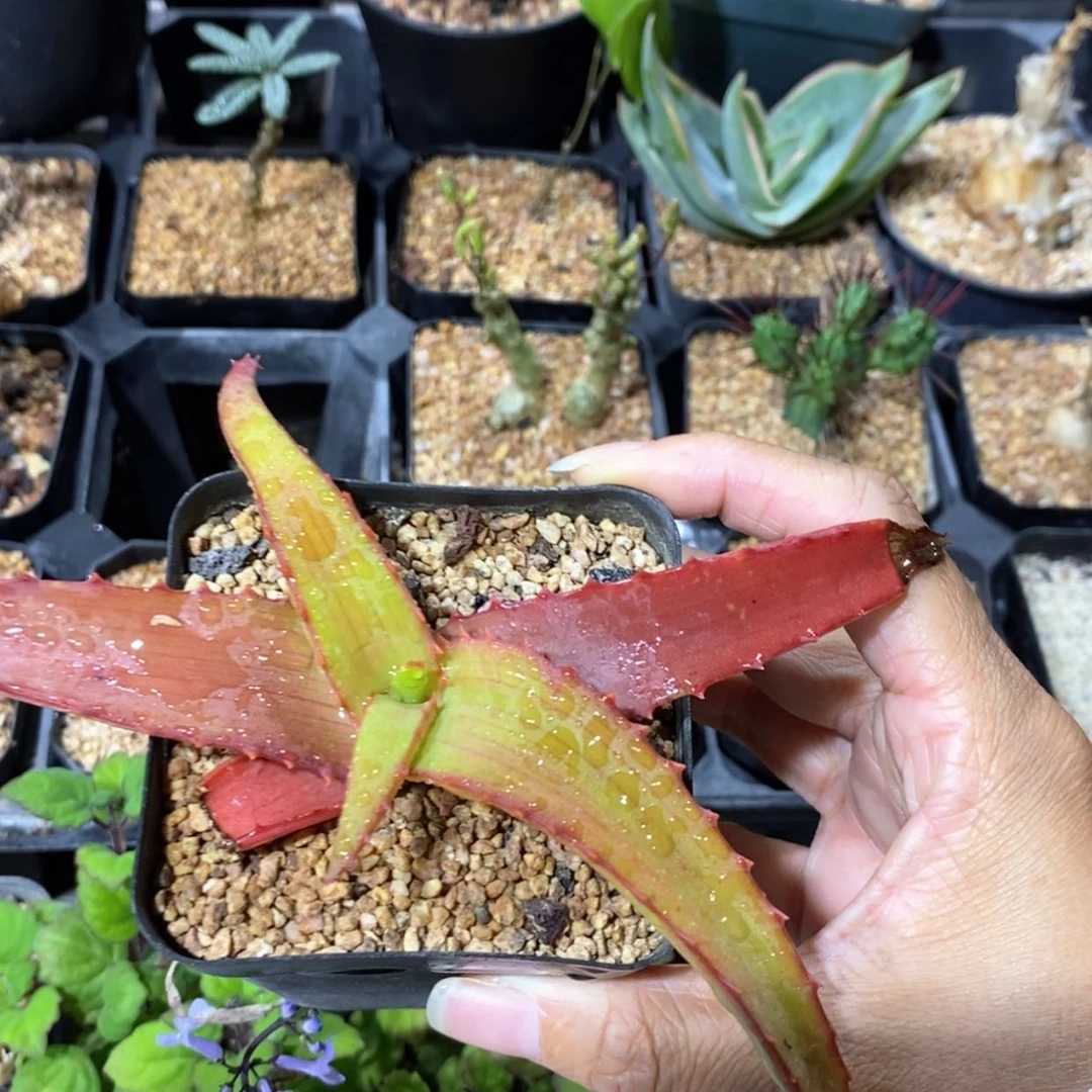 【闪购商品】范巴伦芦荟