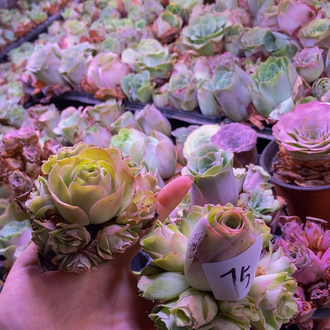 じ***࿐多肉植物山地玫瑰75号黄怕群两颗