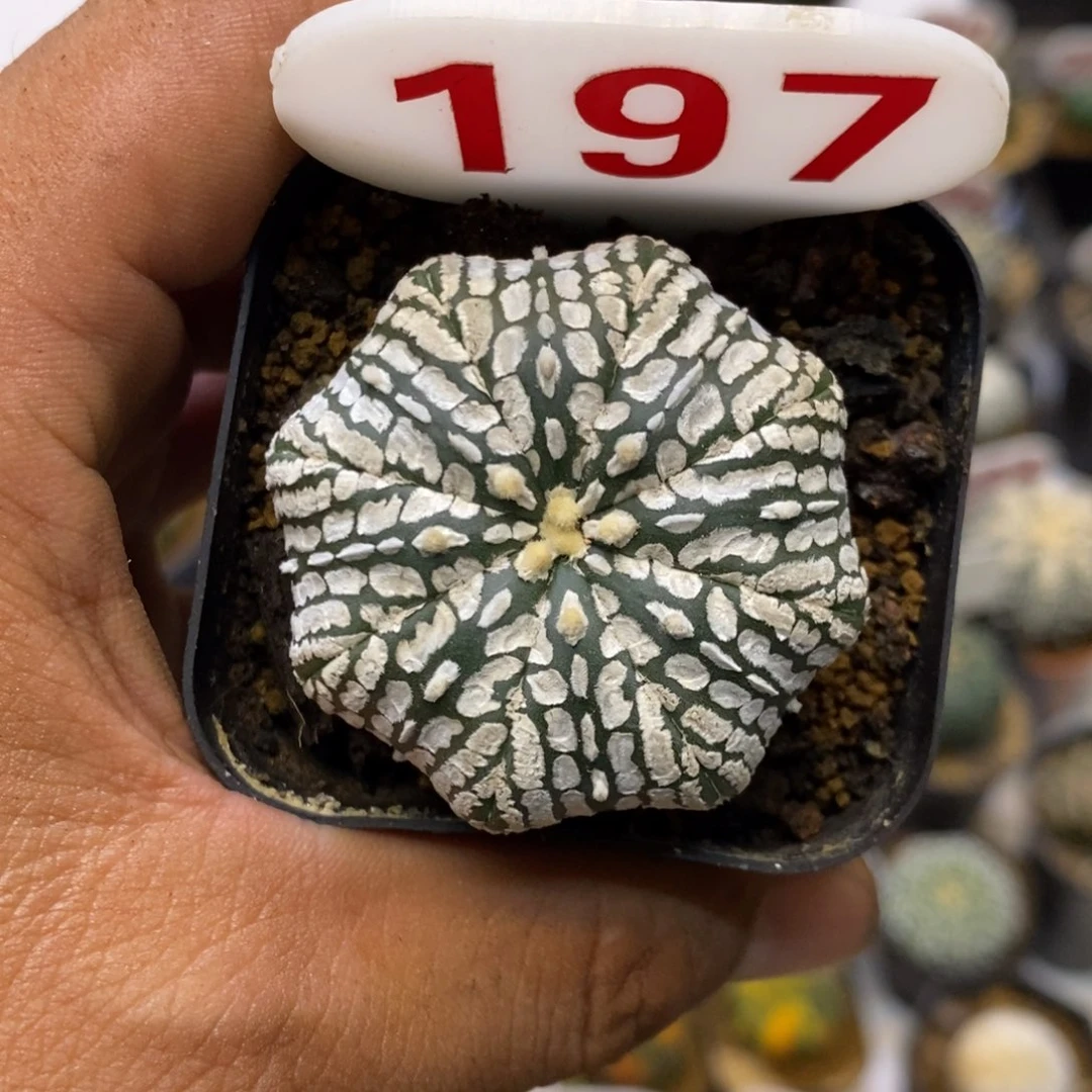 197福利特价来了啊哈哈