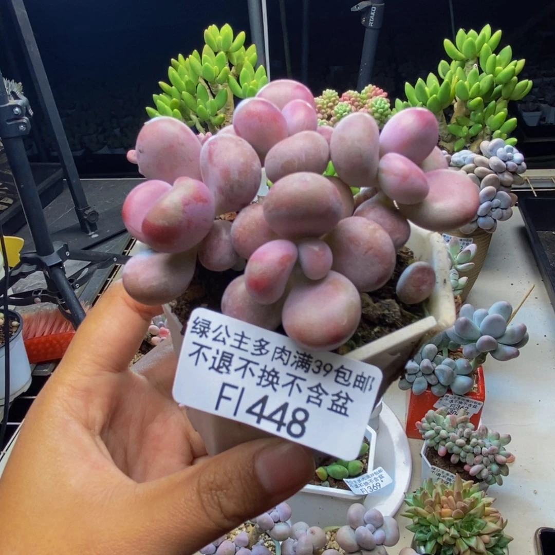 448丸叶奶酪多肉5cm