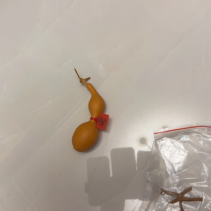 很***们蚂蚁肚蚂蚁肚蚂蚁肚