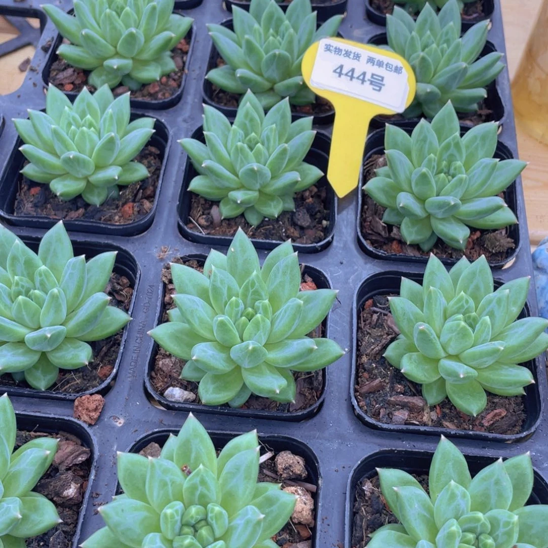 444号 新品甲骨文单头一个