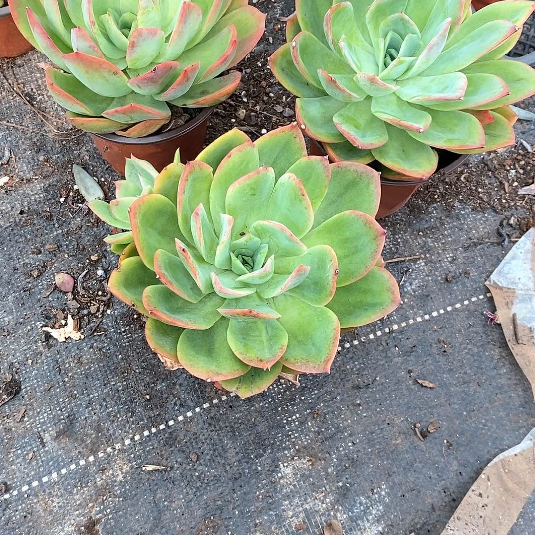 绮罗单头1颗多肉植物脱土发货