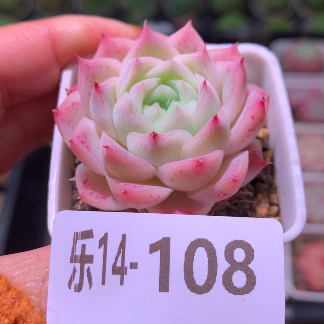 乐然14-108 美瞳