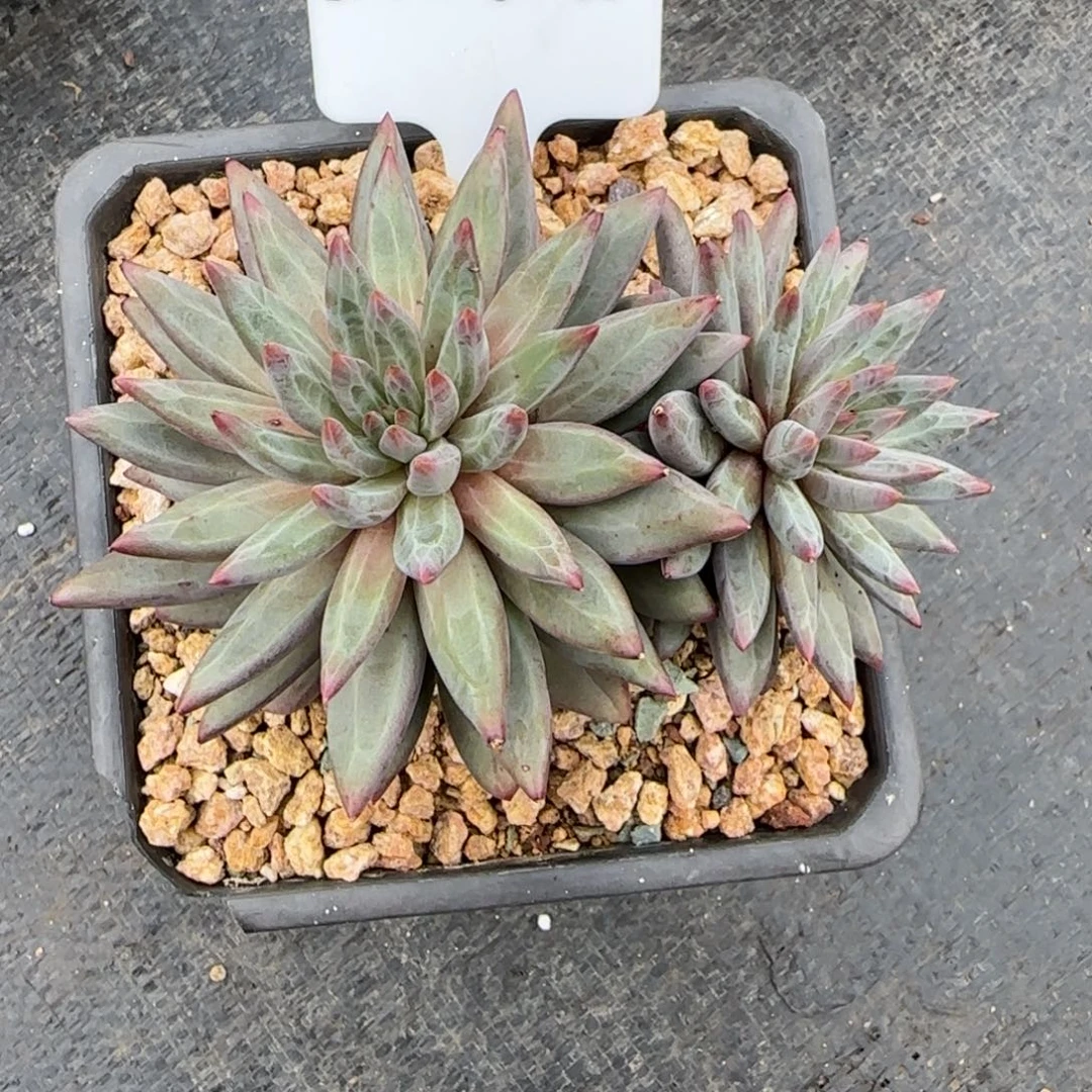 一物一拍香芋体虞美人60