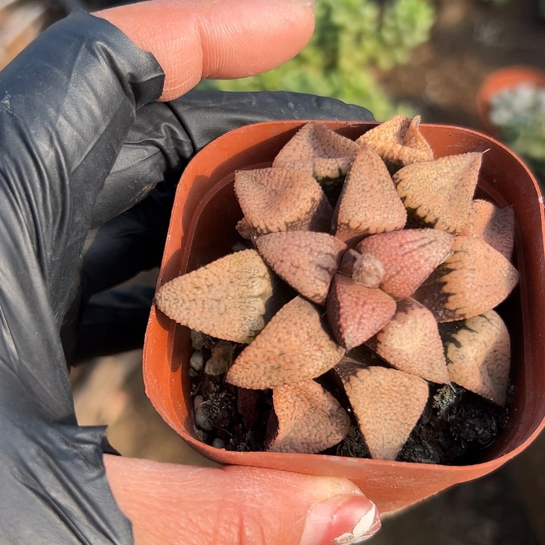 多肉植物红白银寿