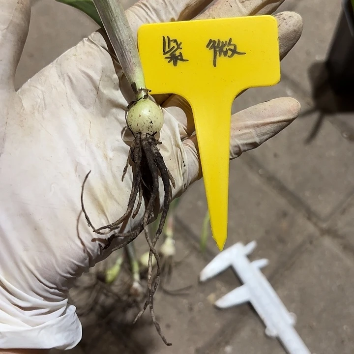 无花朵朱顶红紫薇1+