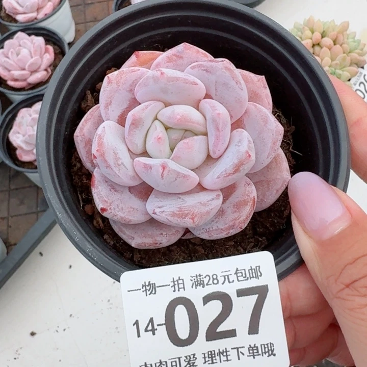 胖雪橙无盆土发货多肉多