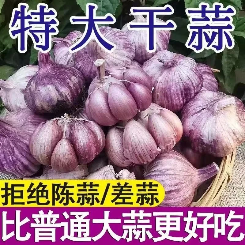 云南新干多瓣大理产地直发特大农家菜正宗大蒜头干蒜云南大蒜