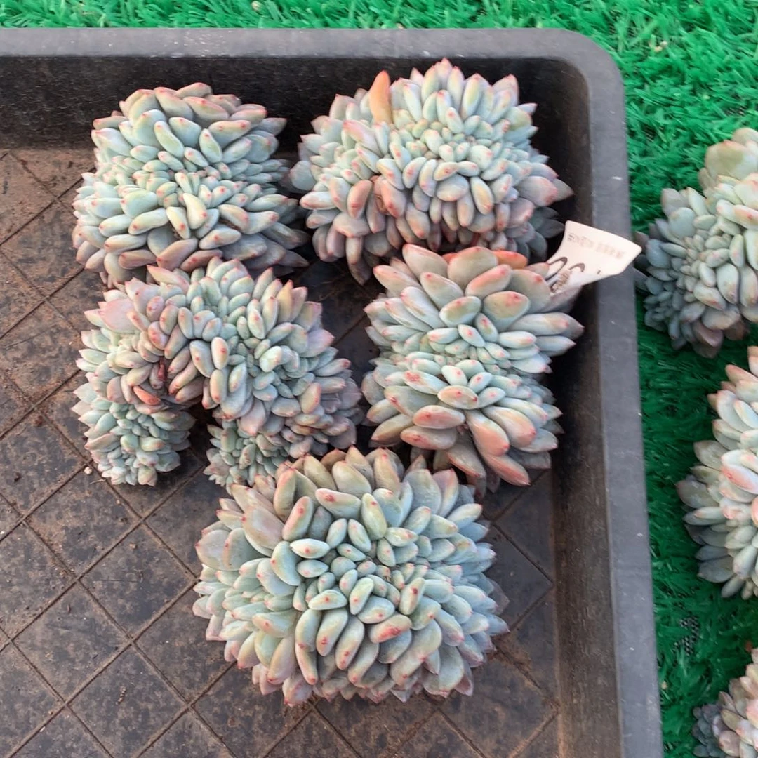 130橙子缀多肉植物组合